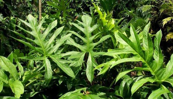 Cây ráy gai, hỗ trợ điều trị viêm gan, tăng cường lưu thông máu